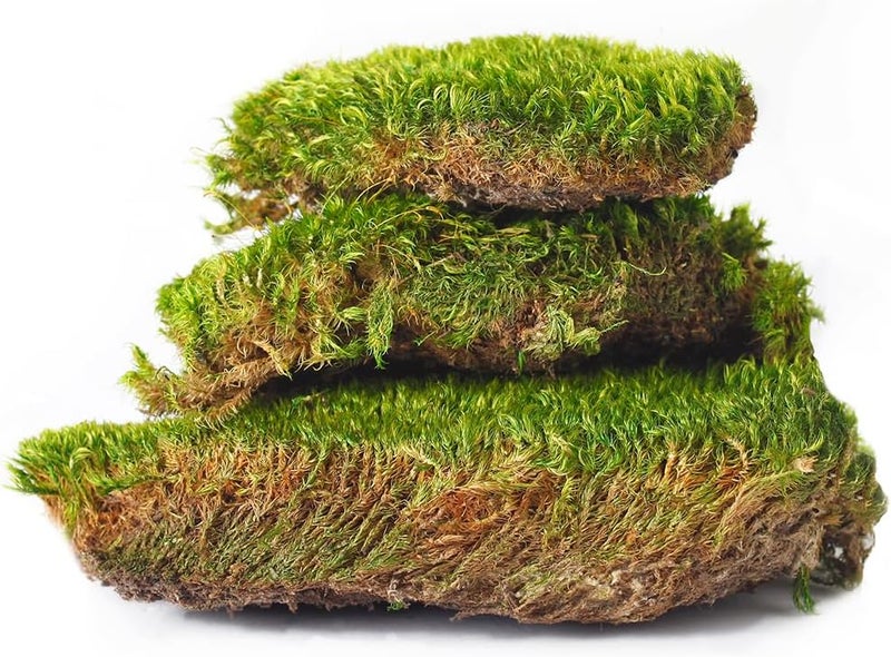 Super Moss Mood Preserved Natural Green Moss - 1200 Cubic Inches - Image 4